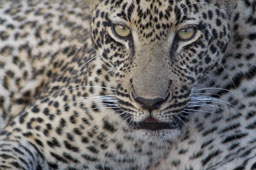 Portrait of a leopard